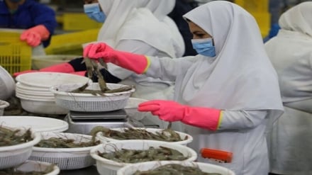 Buşehr Deniz Ürünleri Türkiye Pazarına Geri Dönüyor