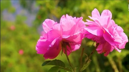 افزایش حاصلات گل‌گلاب در ننگرهار؛ بدیل مناسب برای کشت تریاک
