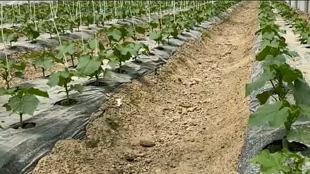 توزیع 100  گلخانه در خوست برای دهقانان