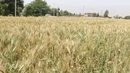 افزایش چشم‌گیر حاصلات گندم در بغلان؛ بارندگی‌های به‌موقع و حمایت‌های زراعتی مؤثر واقع شد