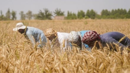 برداشت پربار گندم در هرات؛ رضایت کشاورزان و تأکید بر حمایت از تولید داخلی