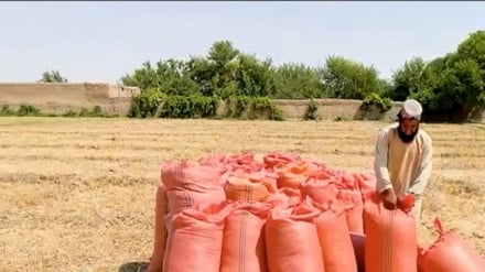 افزایش هزاران تُنی حاصلات گندم در هلمند