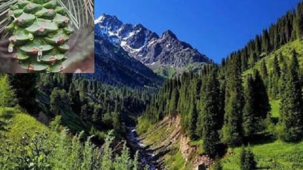 میلیون‌ها افغانی عواید جنگلات بخشنده ولایت نورستان برای باشندگان