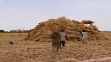 افزایش برداشت گندم از مزارع ولایت جوزجان 