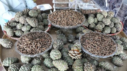 په ننګرهارکې به سږکال  د جلغوزیو ۱۴۰ میټریک ټنه خالص حاصلات تر لاسه شي 