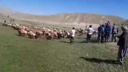 میانجیگری طالبان در اختلافات کوچی‌ها و شیعیان محلی بامیان