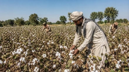 طلای سفید هرات در مسیر احیای تولید و صادرات