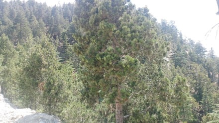 خیز تولید «طلای سیاه» در ننگرهار؛ پیش‌بینی برداشت ۱۴۰ تُن جلغوزه