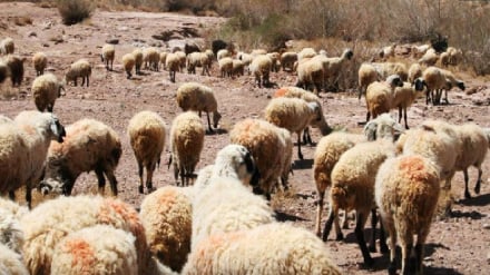 بادغیس کې د څاه د اوبو له څښلو وروسته ۱۲۰ څاروي له منځه تللي