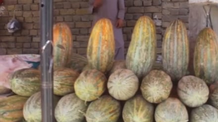 برداشت خربزه و تربوز در بغلان افزایش یافت