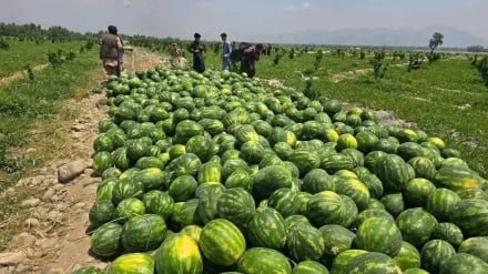 افزایش برداشت هندوانه از مزارع هرات و امید کشاورزان به ثبات بازار