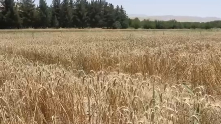 تولید بذرهای اصلاح شده در فارم تحقیقاتی بغلان 