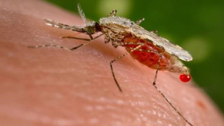 Mbu vamizi azua hofu ya malaria kote barani Afrika