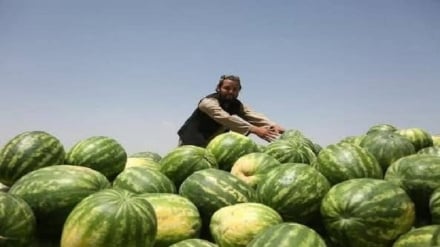 افزایش چشمگیر صادرات محصولات زراعتی قندوز به آسیای میانه؛ بازار قزاقستان میزبان تربوز افغانی