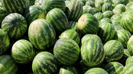پیش‌بینی برداشت ۳۰ هزار تُن تربوز در غزنی