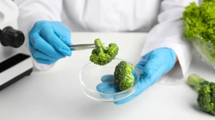 Senyawa dalam Brokoli Menawarkan Harapan Baru untuk Penyakit Langka Ataxia Friedreich
