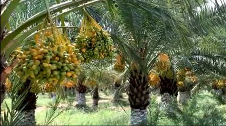  د افغانستان په ننګرهار کې سږ کال د خرما حاصلات زیات شوي 