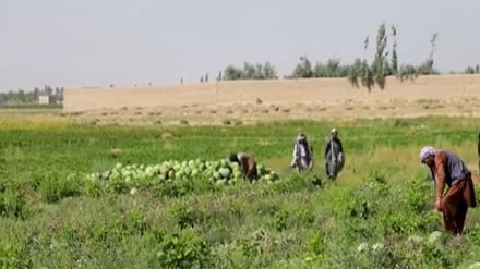 غزني ولایت کې به سږ کال نږدې دیرش زره ټنه د هندواڼو حاصل تر لاسه شي