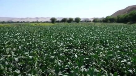 کشت سویا در بلخ؛ اختصاص ۲۰۰ جریب زمین به این محصول در شولگره