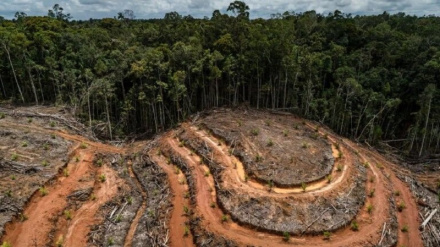 FAO yaonya kuhusu kumalizika fursa ya kuhuisha misitu