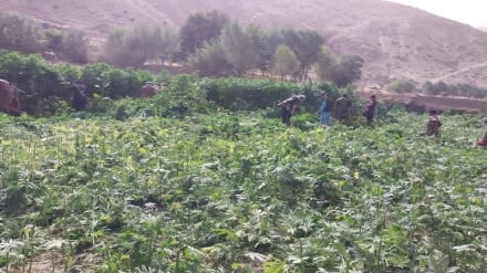 آغاز کارزار تخریب مزارع چرس در بدخشان؛ کشاورزان خواستار فراهم‌سازی کشت بدیل شدند