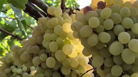 ژاله رونق انگور را از تاکستان‌های سمنگان برده است