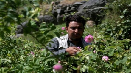 تطبیق ۲۲۷ پروژه ۱۰ میلیون‌ دلاری زراعت در افغانستان و تاکید بر گسترش کشت بدیل کوکنار