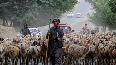 قاچاق چهار هزار رأس گوسفند از افغانستان به تاجیکستان