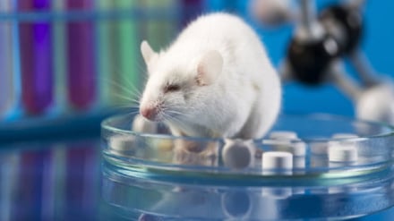 Cicatrización del 92 % de las heridas diabéticas en ratas con un parche de microagujas iraní