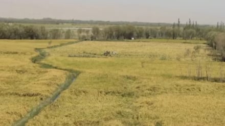 افزایش محصول شالی در ولایت بغلان در سال روان